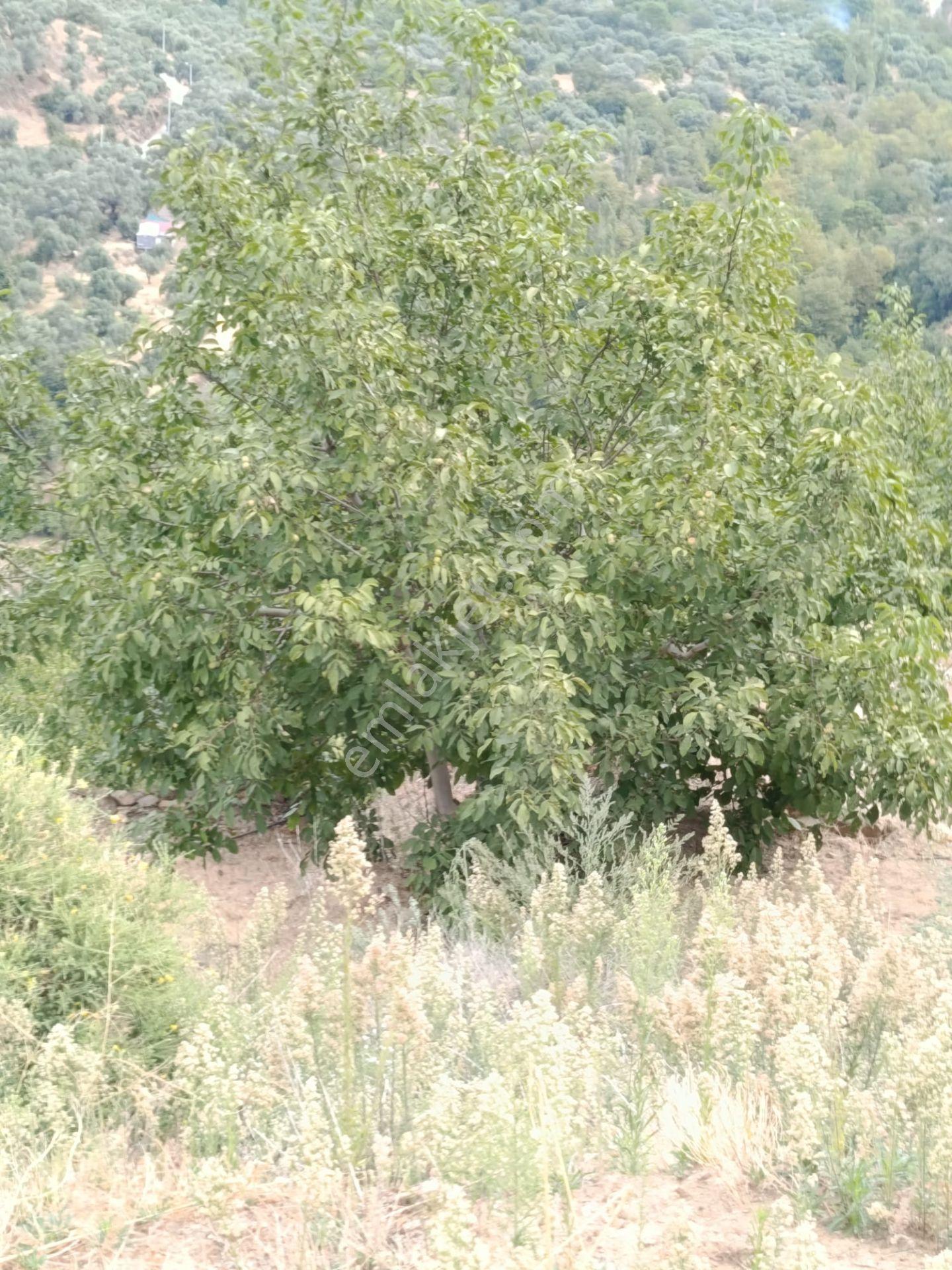 Acarlar Emlaktan Bozdoğan Hıdırbaba Mah Toplam 43750 M2 Satılık Zeytinlik Ve Müstakil Ev — fotoğraf 32