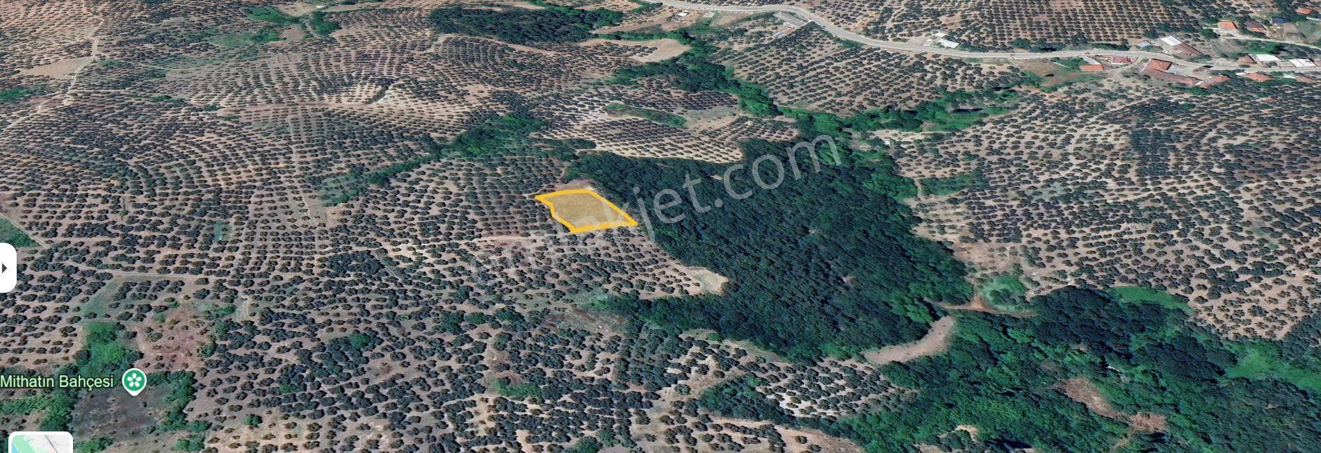 The Point Gayrimenkul 'den Mudanya Mirzaoba’da 1.234 M² Satılık Zeytinlik — fotoğraf 3