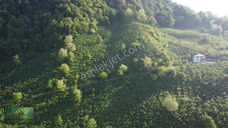 Anadolu'dan Ulubey Cevizlik Mahallesi'nde Satılık 3.5 Dönüm — fotoğraf 9
