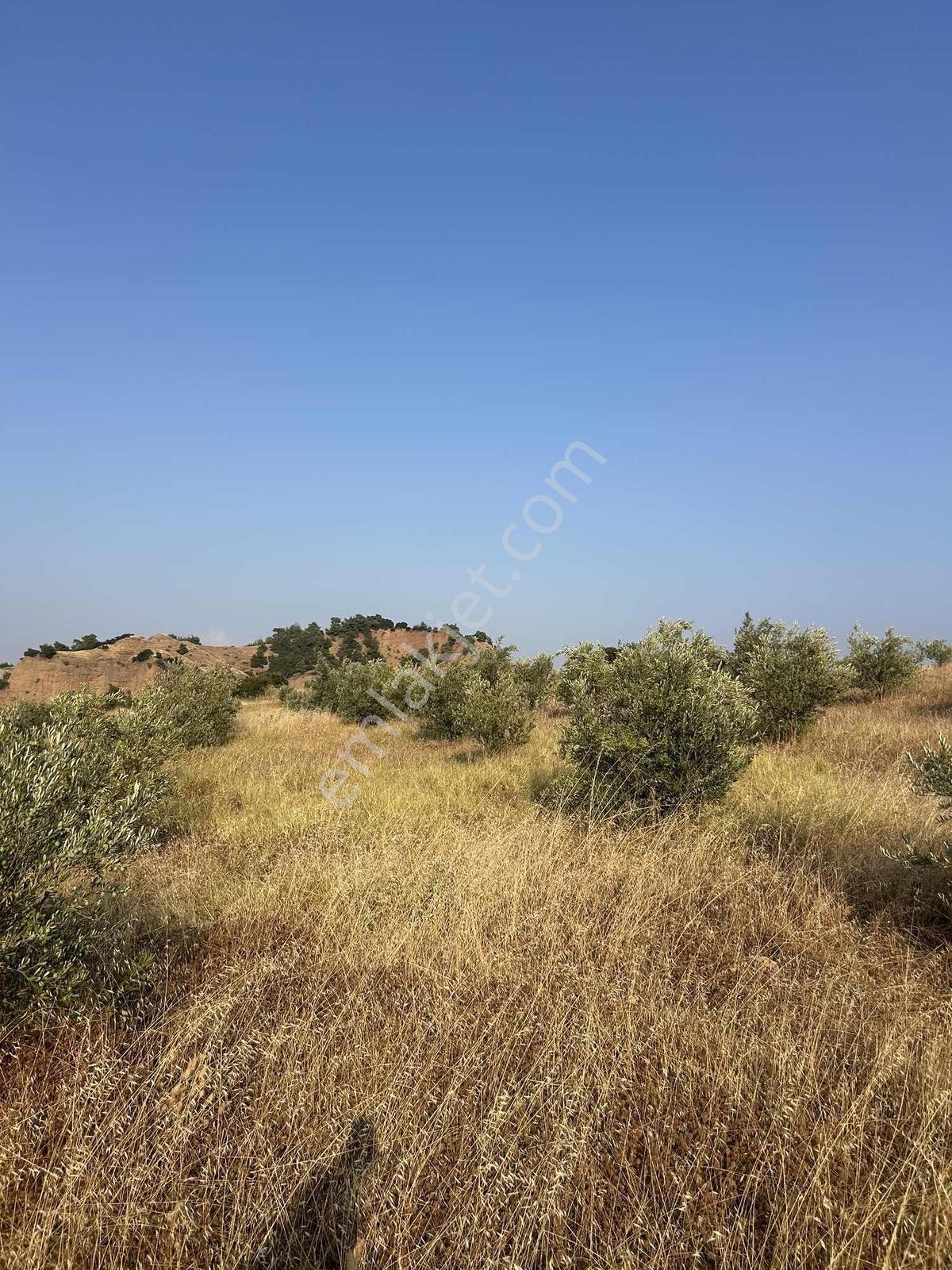 Manisa Ahmetli Derekey Mahallesinde Satılık 11.086 M2 Zeytinlik — fotoğraf 3