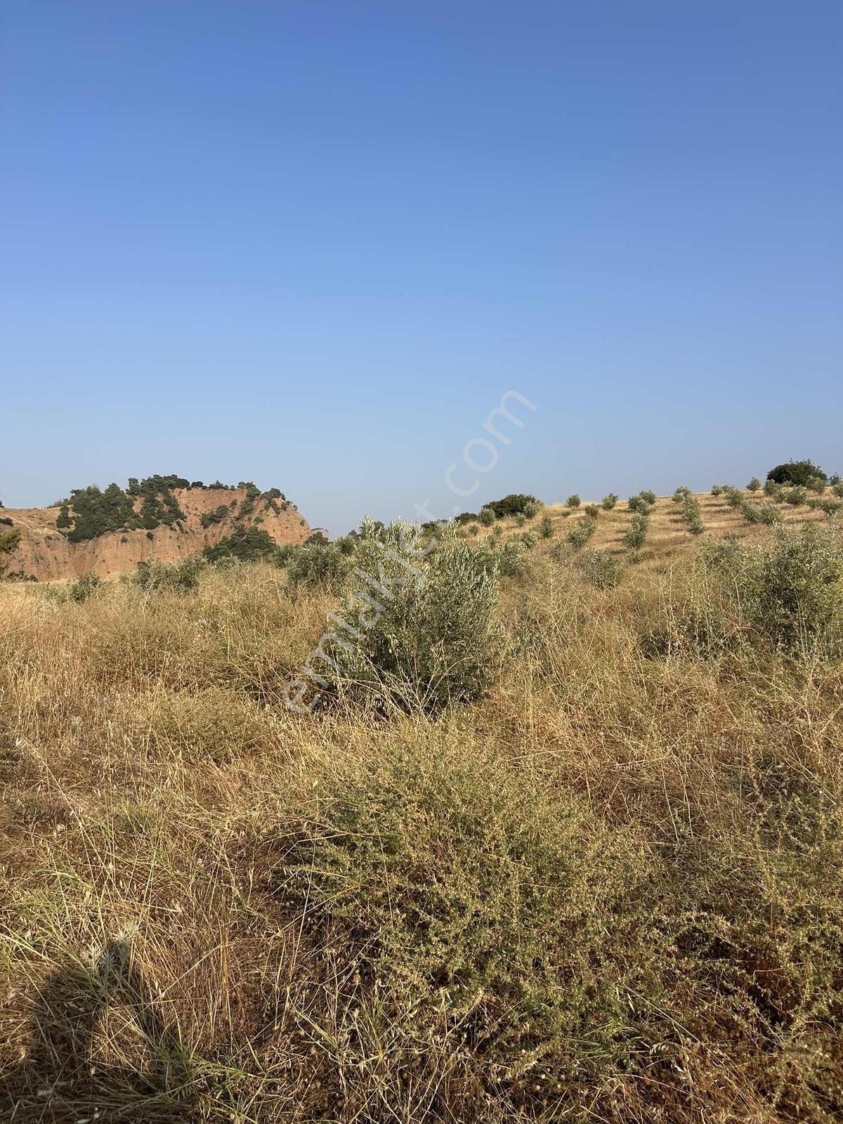 Manisa Ahmetli Derekey Mahallesinde Satılık 11.086 M2 Zeytinlik — fotoğraf 4
