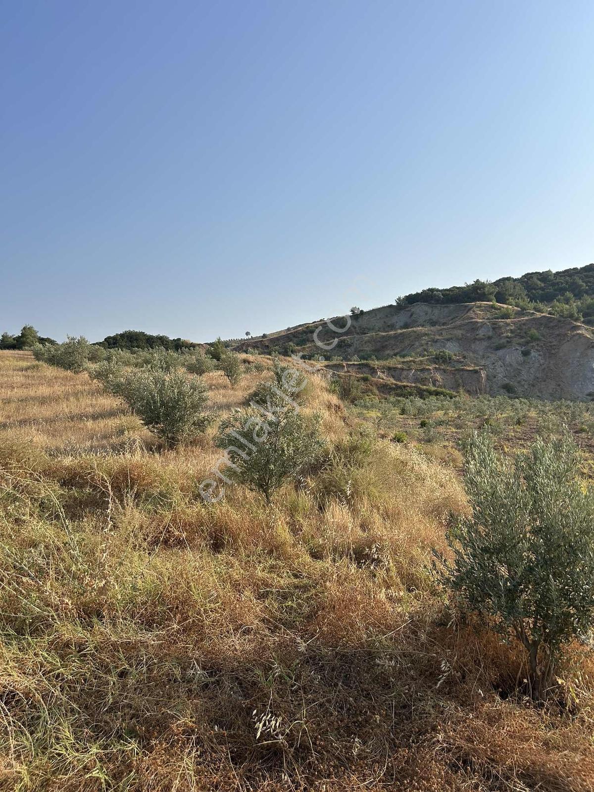 Manisa Ahmetli Derekey Mahallesinde Satılık 11.086 M2 Zeytinlik — fotoğraf 5