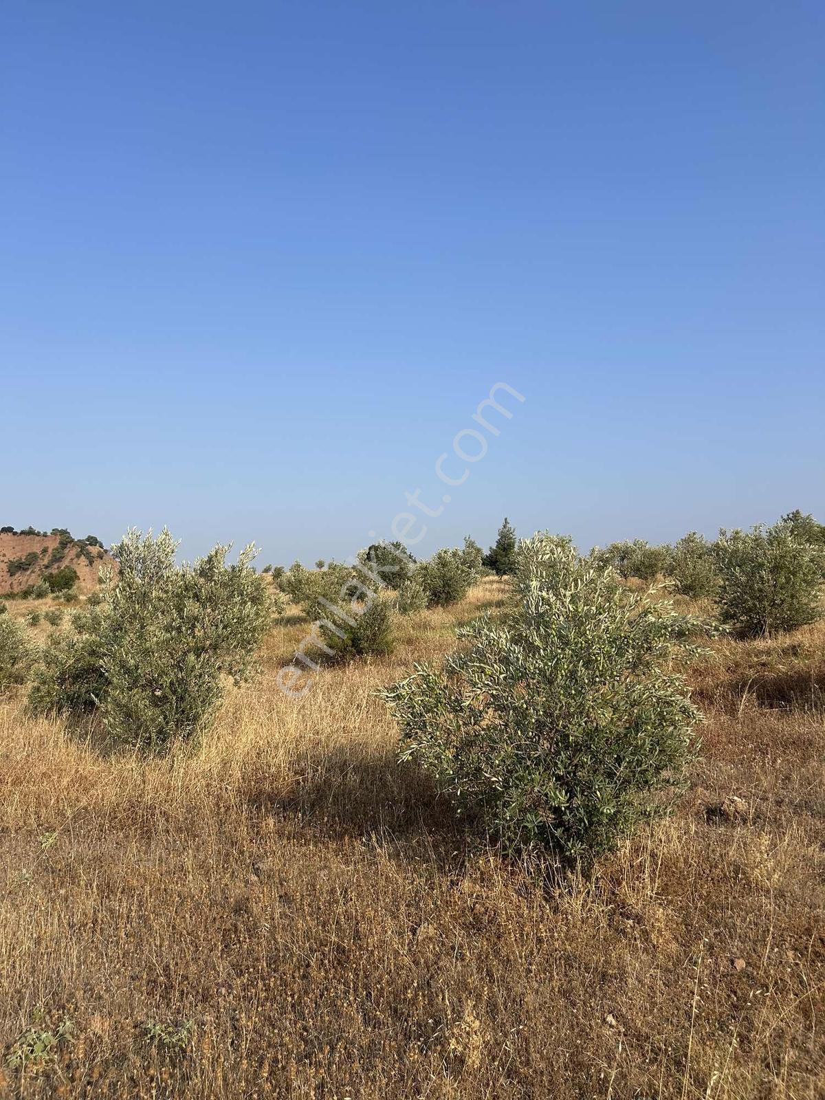 Manisa Ahmetli Derekey Mahallesinde Satılık 11.086 M2 Zeytinlik — fotoğraf 6