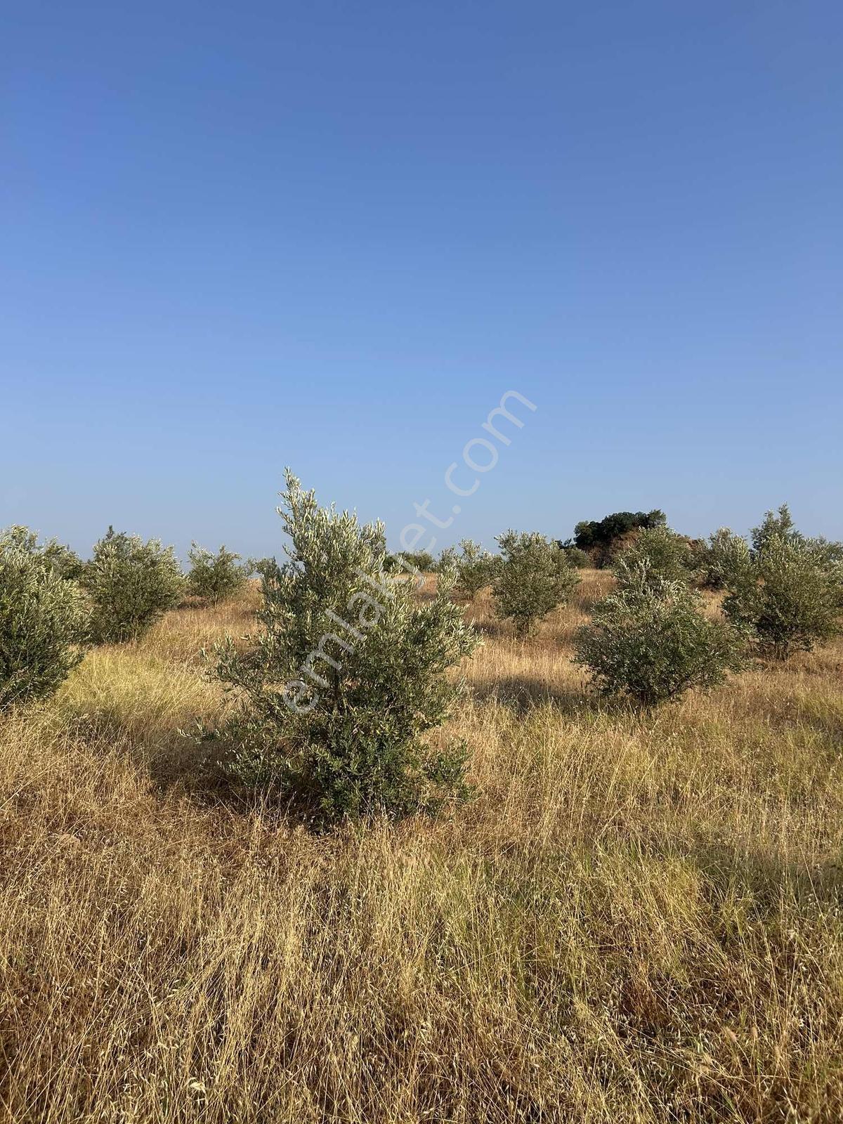 Manisa Ahmetli Derekey Mahallesinde Satılık 11.086 M2 Zeytinlik — fotoğraf 7