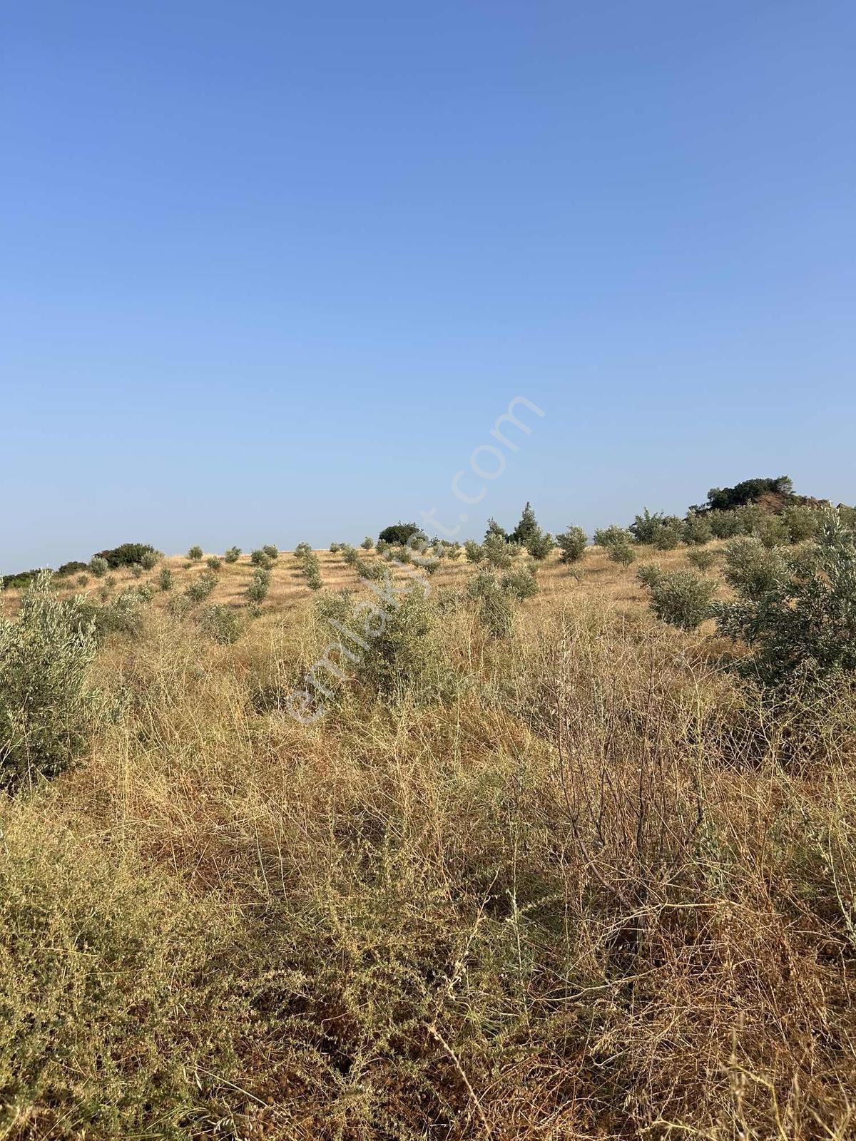 Manisa Ahmetli Derekey Mahallesinde Satılık 11.086 M2 Zeytinlik — fotoğraf 8