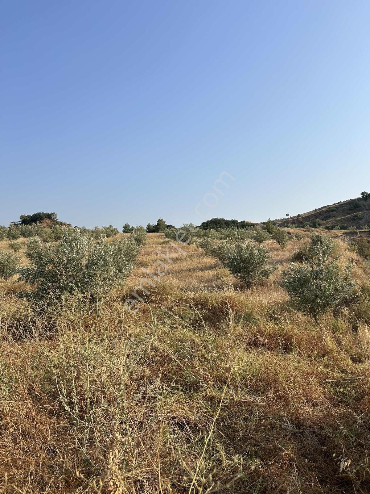 Manisa Ahmetli Derekey Mahallesinde Satılık 11.086 M2 Zeytinlik — fotoğraf 9