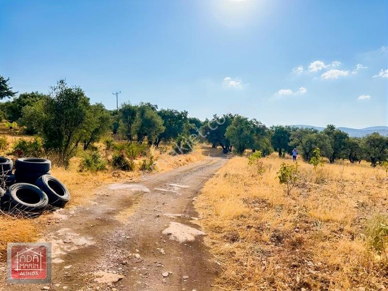 Şıkır Şıkır 34 Dönüm Dümdüz Fırsat Zeytinlik — fotoğraf 5