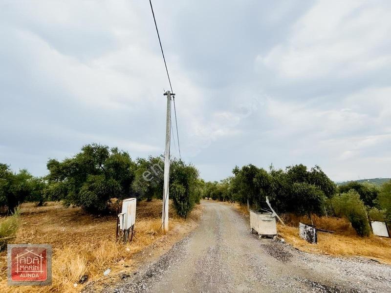 Şıkır Şıkır 34 Dönüm Dümdüz Fırsat Zeytinlik — fotoğraf 9