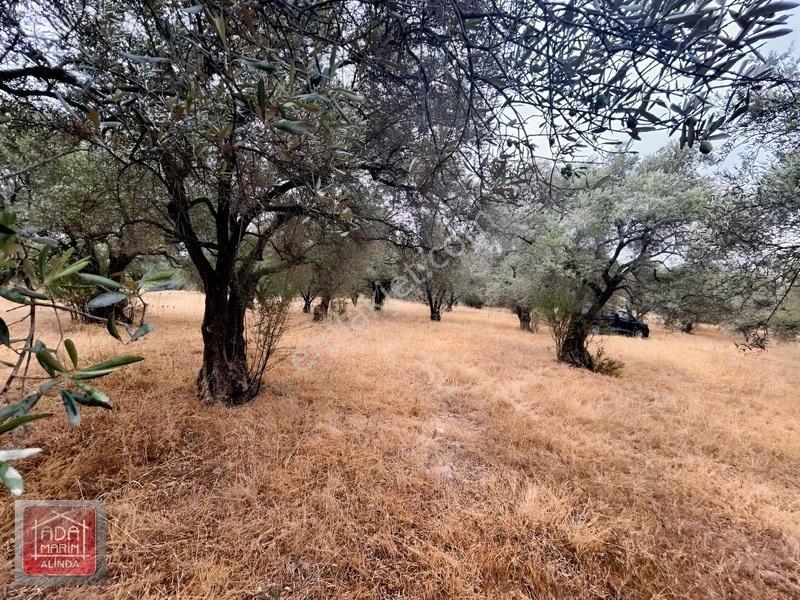 Şıkır Şıkır 34 Dönüm Dümdüz Fırsat Zeytinlik — fotoğraf 15