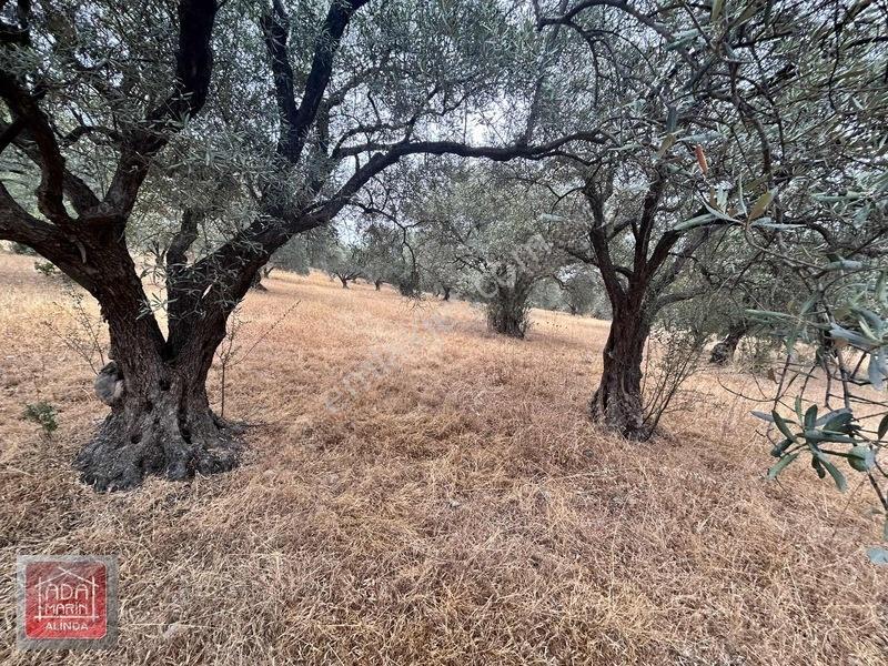 Şıkır Şıkır 34 Dönüm Dümdüz Fırsat Zeytinlik — fotoğraf 33