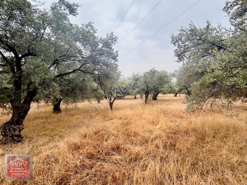 Şıkır Şıkır 34 Dönüm Dümdüz Fırsat Zeytinlik — fotoğraf 35