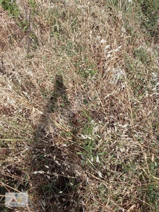 Torbalı Boz Köyünde Satılık Bahçe — fotoğraf 2