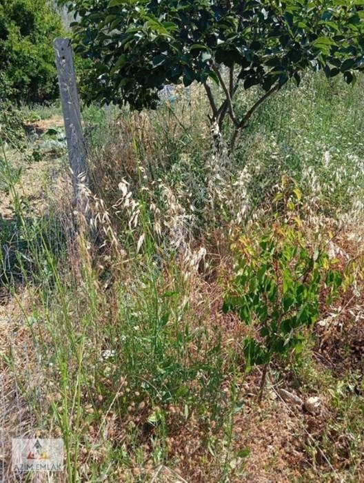 Torbalı Boz Köyünde Satılık Bahçe — fotoğraf 6