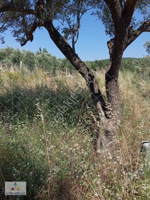 Torbalı Boz Köyünde Satılık Bahçe — fotoğraf 17