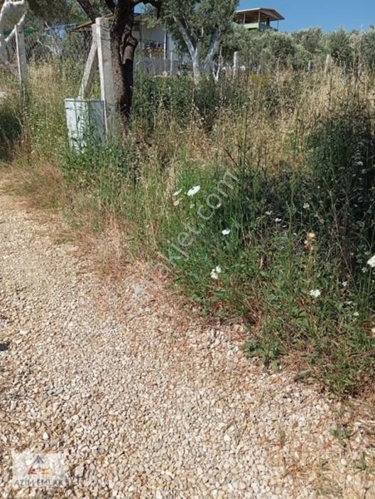 Torbalı Boz Köyünde Satılık Bahçe — fotoğraf 20