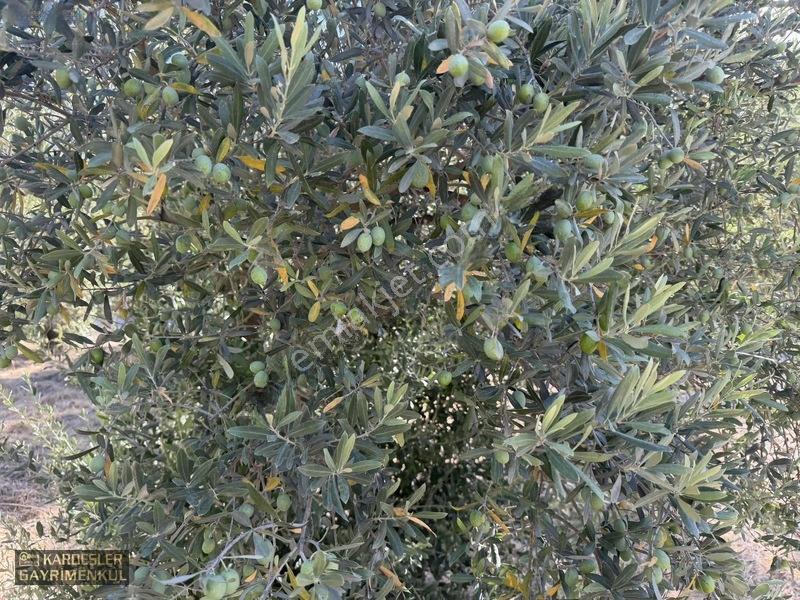 Akhisar Sindellide Köye Yakın Trilye Ve Uslu Bahçesi — fotoğraf 6