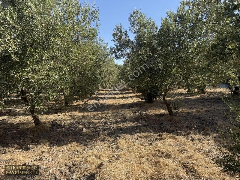 Akhisar Sindellide Köye Yakın Trilye Ve Uslu Bahçesi — fotoğraf 8