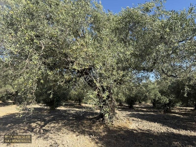 Akhisar Sindellide Köye Yakın Trilye Ve Uslu Bahçesi — fotoğraf 12