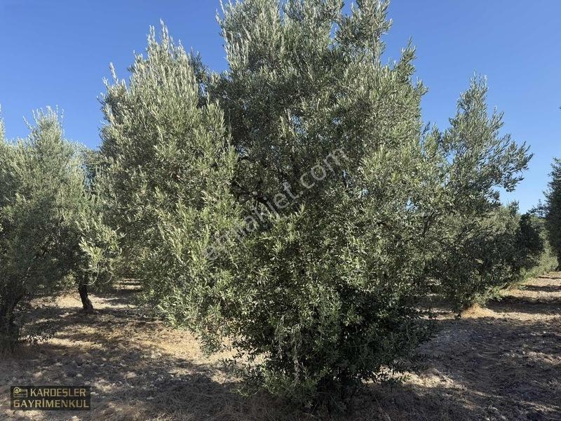 Akhisar Sindellide Köye Yakın Trilye Ve Uslu Bahçesi — fotoğraf 14
