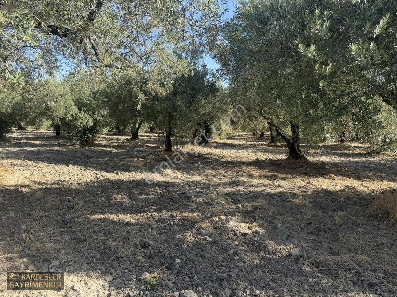 Akhisar Sindellide Köye Yakın Trilye Ve Uslu Bahçesi — fotoğraf 15