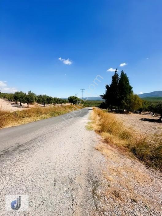 Büyükışıklar Mahallesinde Satılık Zeytinlik — fotoğraf 4