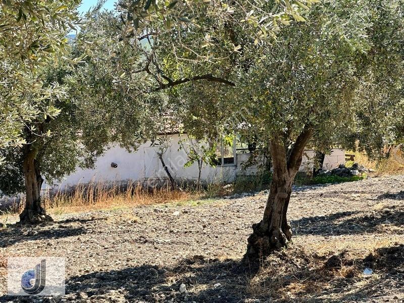 Büyükışıklar Mahallesinde Satılık Zeytinlik — fotoğraf 7