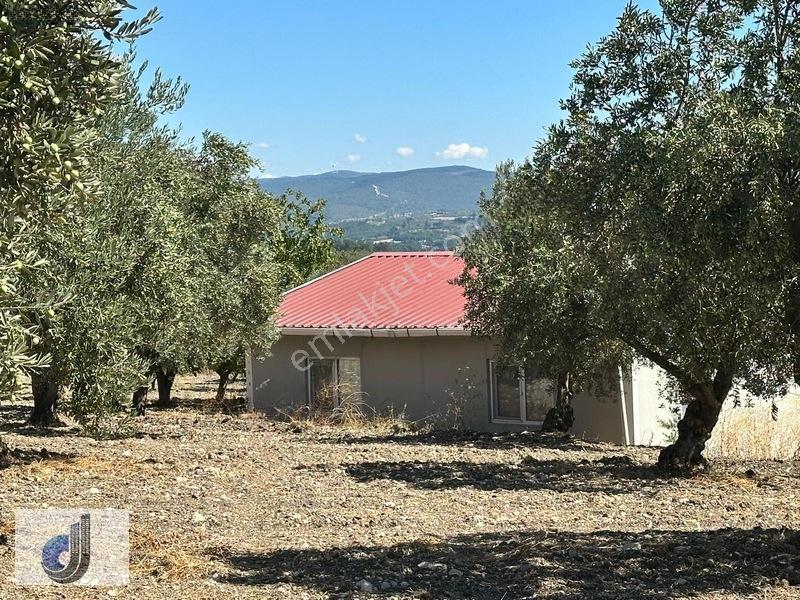 Büyükışıklar Mahallesinde Satılık Zeytinlik — fotoğraf 8