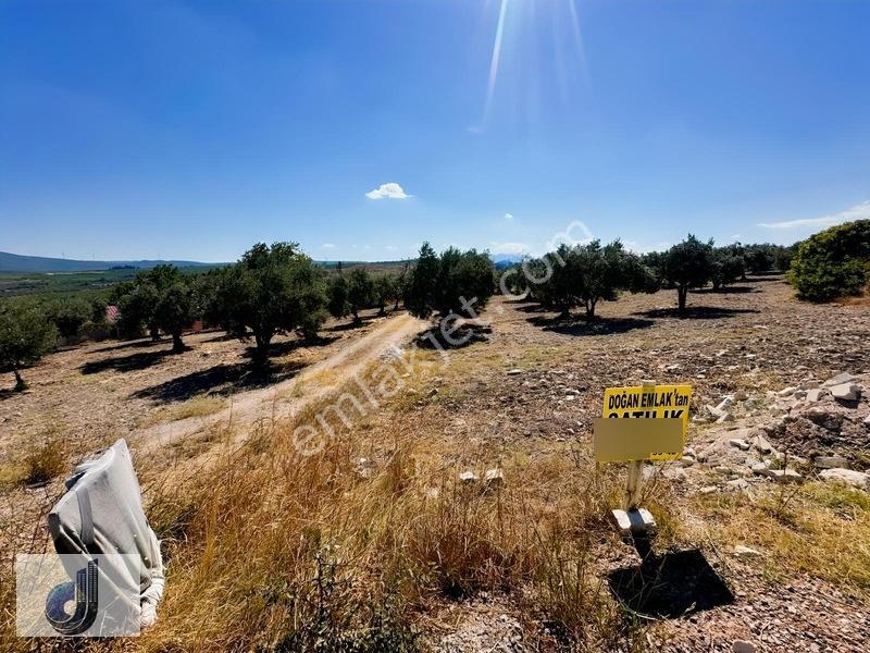 Büyükışıklar Mahallesinde Satılık Zeytinlik — fotoğraf 13