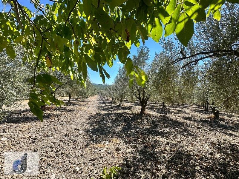 Büyükışıklar Mahallesinde Satılık Zeytinlik — fotoğraf 32