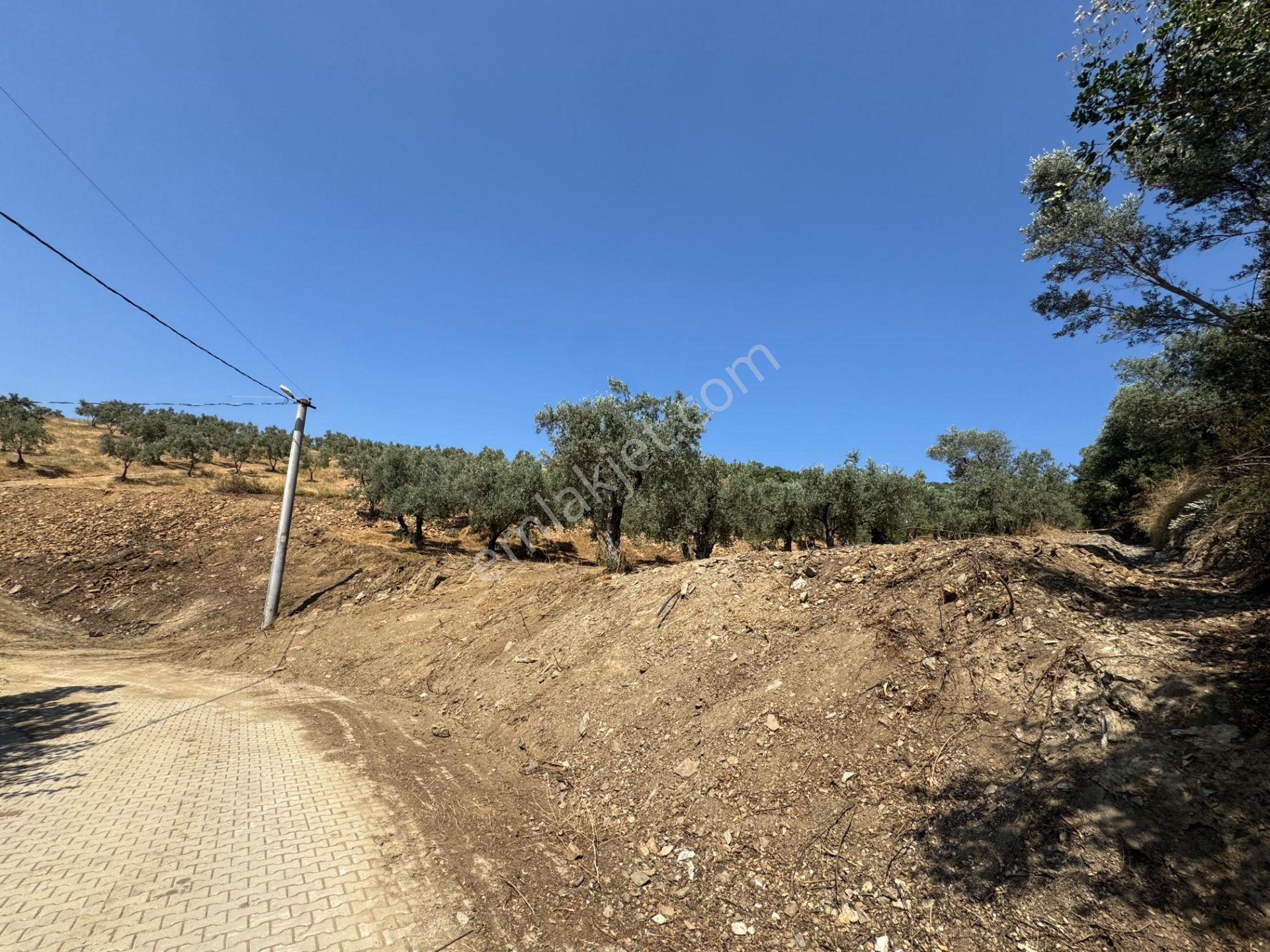 Limax'tan Çeltikçi De Seyir Terası İmara Yakın Zeytinlik — fotoğraf 7