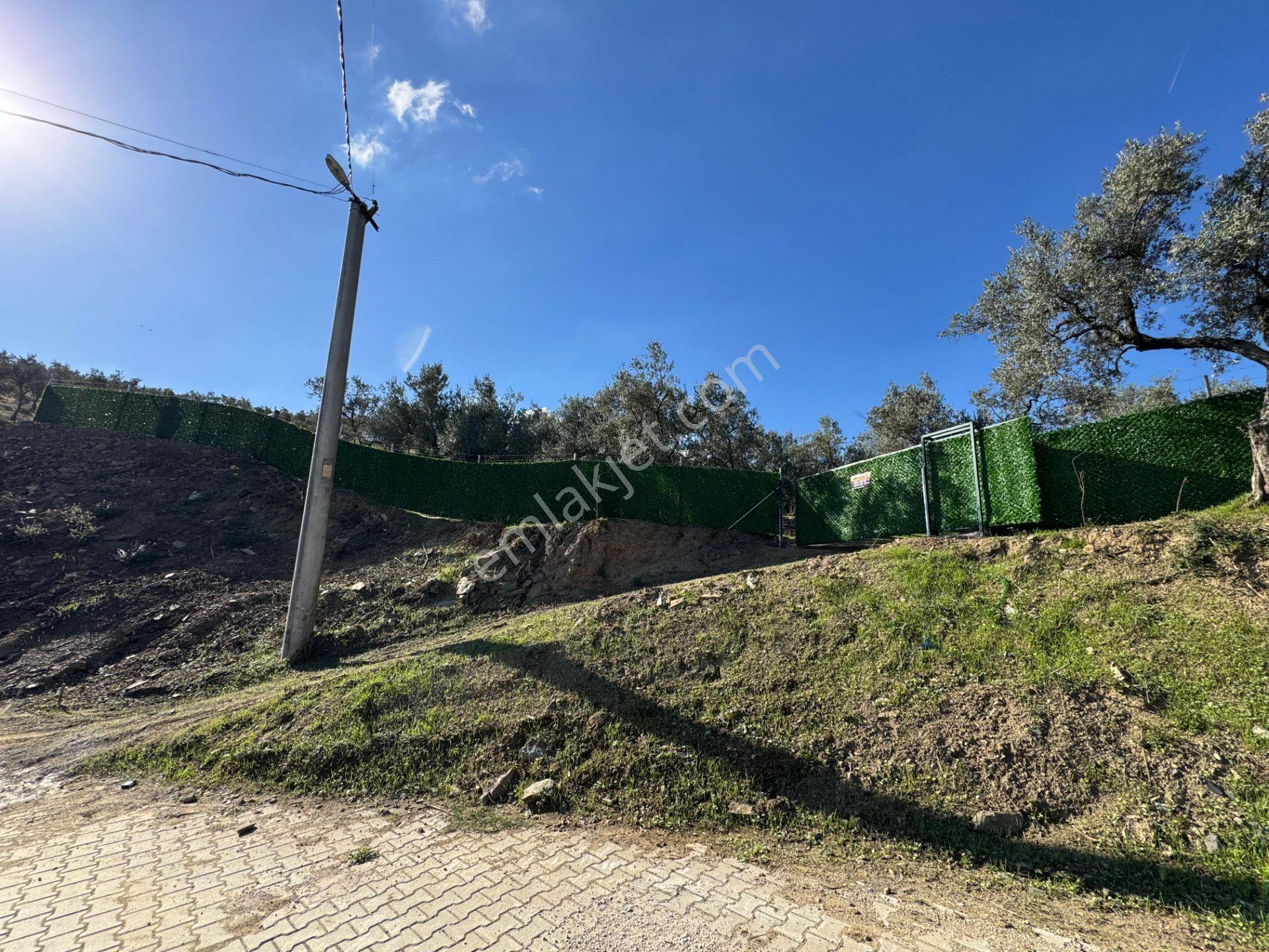 Limax'tan Çeltikçi De Seyir Terası İmara Yakın Zeytinlik — fotoğraf 8