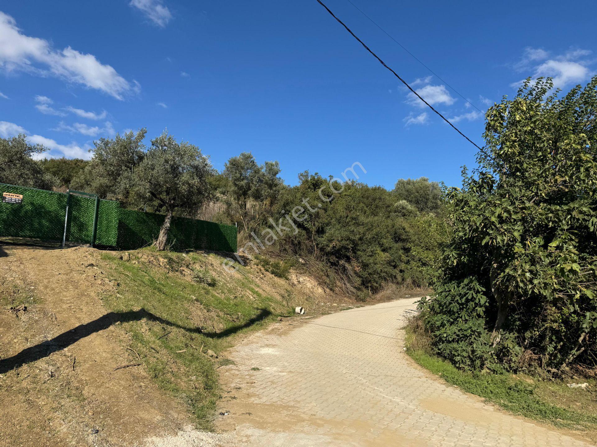 Limax'tan Çeltikçi De Seyir Terası İmara Yakın Zeytinlik — fotoğraf 16