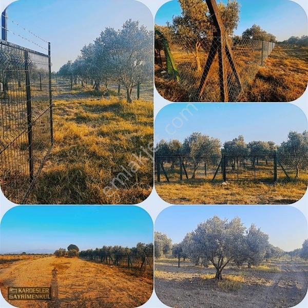 Dayıoğlunda Uygun Fiyatlı Satılık Zeytinli Bahçe — fotoğraf 2