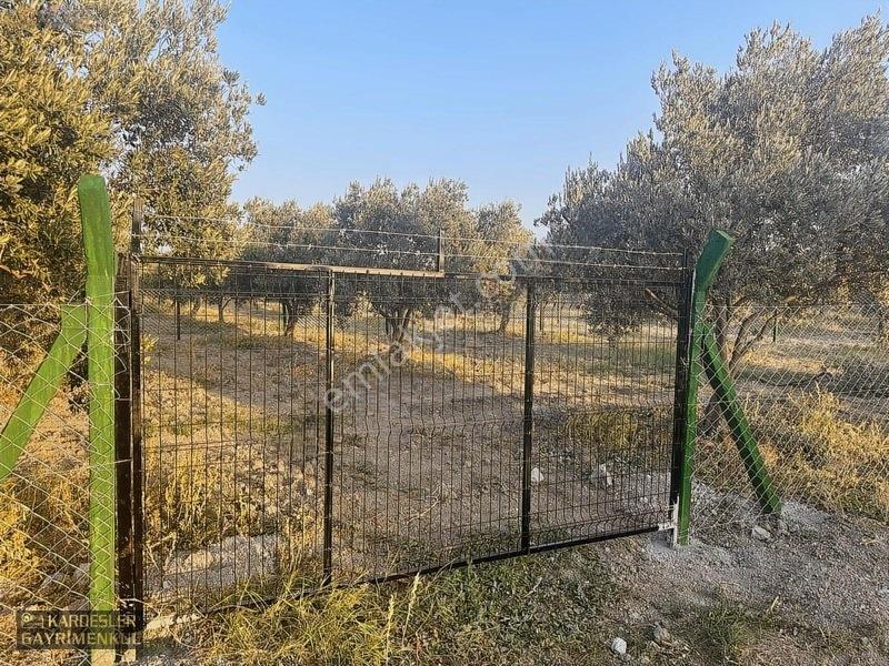 Dayıoğlunda Uygun Fiyatlı Satılık Zeytinli Bahçe — fotoğraf 3