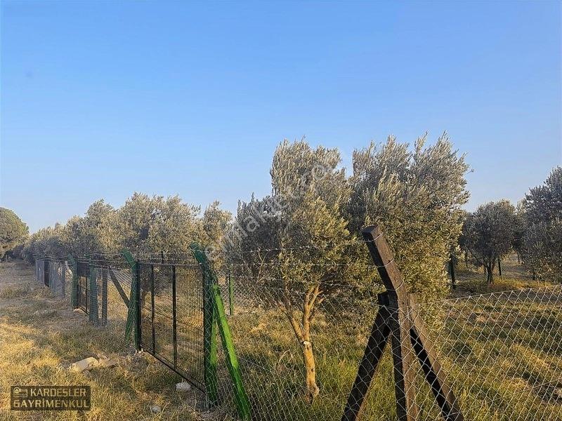 Dayıoğlunda Uygun Fiyatlı Satılık Zeytinli Bahçe — fotoğraf 4