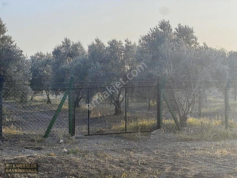 Dayıoğlunda Uygun Fiyatlı Satılık Zeytinli Bahçe — fotoğraf 5