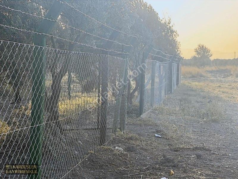 Dayıoğlunda Uygun Fiyatlı Satılık Zeytinli Bahçe — fotoğraf 6