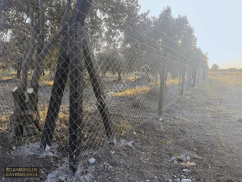 Dayıoğlunda Uygun Fiyatlı Satılık Zeytinli Bahçe — fotoğraf 7