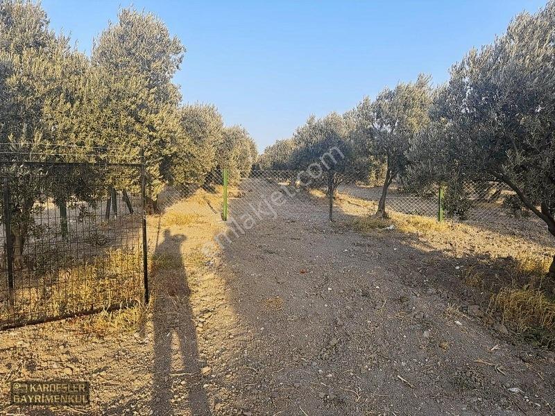 Dayıoğlunda Uygun Fiyatlı Satılık Zeytinli Bahçe — fotoğraf 9