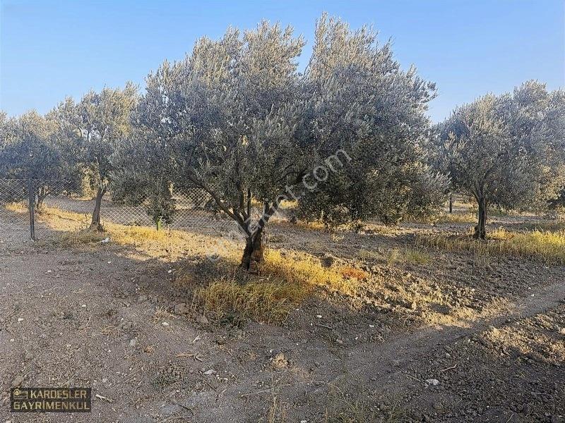 Dayıoğlunda Uygun Fiyatlı Satılık Zeytinli Bahçe — fotoğraf 10