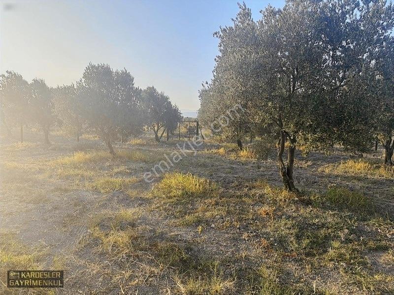 Dayıoğlunda Uygun Fiyatlı Satılık Zeytinli Bahçe — fotoğraf 11