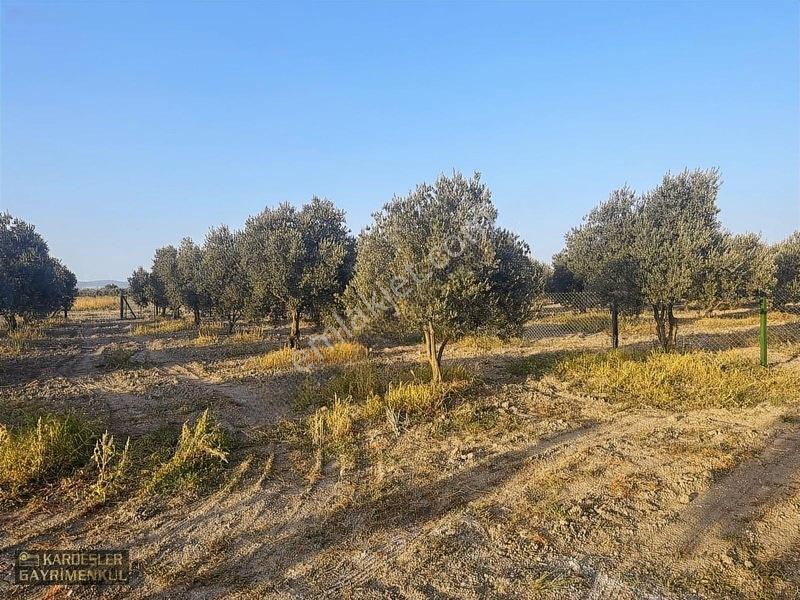 Dayıoğlunda Uygun Fiyatlı Satılık Zeytinli Bahçe — fotoğraf 12