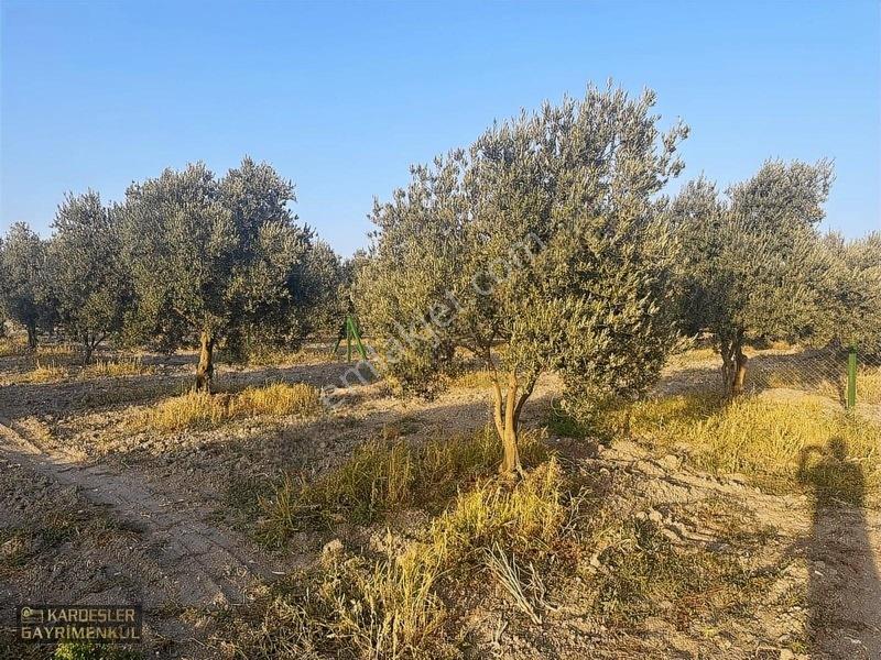 Dayıoğlunda Uygun Fiyatlı Satılık Zeytinli Bahçe — fotoğraf 13
