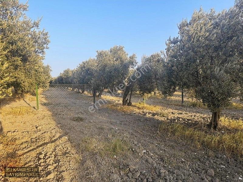 Dayıoğlunda Uygun Fiyatlı Satılık Zeytinli Bahçe — fotoğraf 14