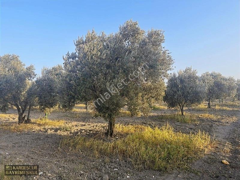 Dayıoğlunda Uygun Fiyatlı Satılık Zeytinli Bahçe — fotoğraf 15