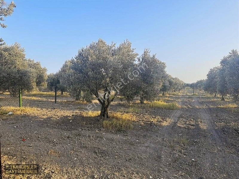 Dayıoğlunda Uygun Fiyatlı Satılık Zeytinli Bahçe — fotoğraf 17