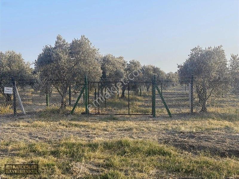 Dayıoğlunda Uygun Fiyatlı Satılık Zeytinli Bahçe — fotoğraf 18