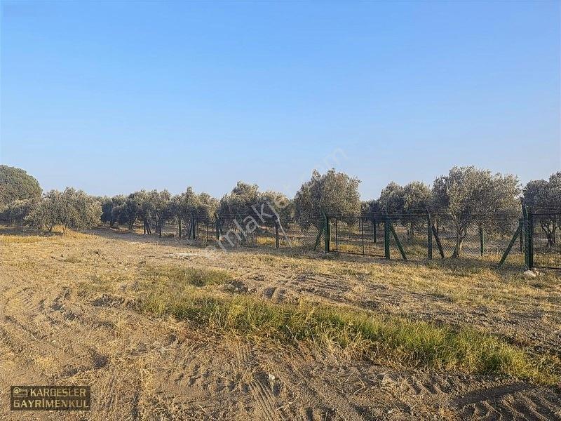 Dayıoğlunda Uygun Fiyatlı Satılık Zeytinli Bahçe — fotoğraf 19