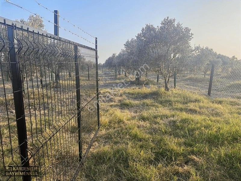 Dayıoğlunda Uygun Fiyatlı Satılık Zeytinli Bahçe — fotoğraf 21
