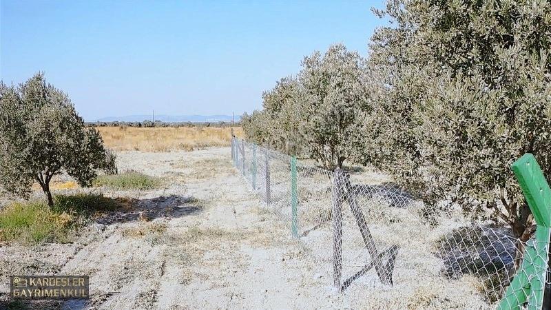 Dayıoğlunda Uygun Fiyatlı Satılık Zeytinli Bahçe — fotoğraf 22